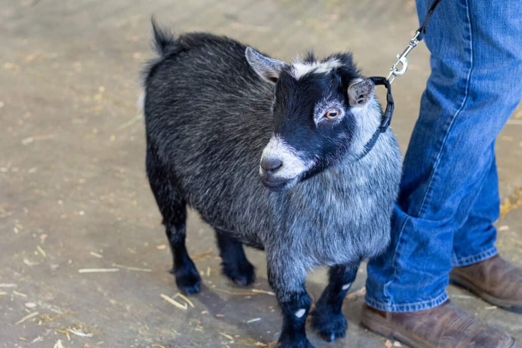 Tiny Goat