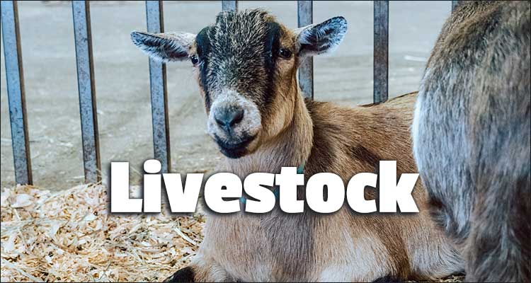 Goat with text: Livestock