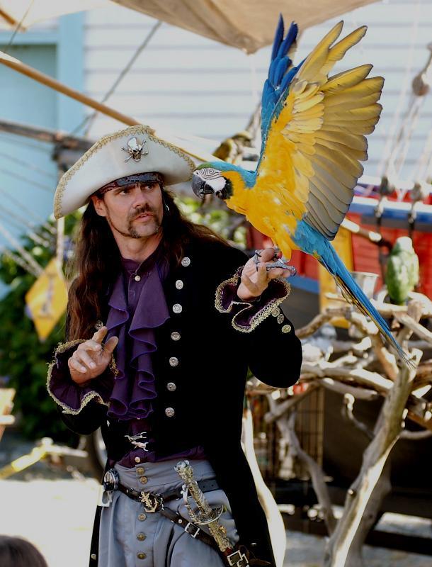 Pirate-dressed man holding a large parrot